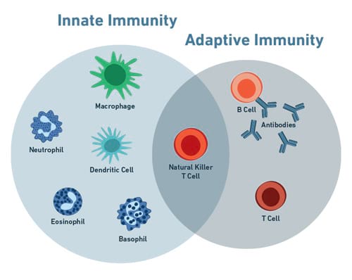 The Immune System’s Protective Defenses